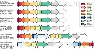Conditional essentiality of the 11-subunit complex I-like enzyme in strict anaerobes: the case of Desulfitobacterium hafniense strain DCB-2